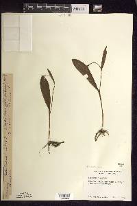 Platanthera clavellata image