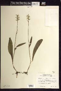 Platanthera clavellata image