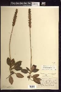 Goodyera pubescens image