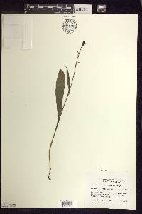 Platanthera clavellata image