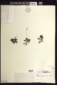 Goodyera repens image