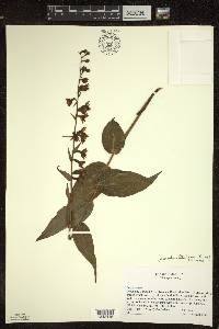 Epipactis helleborine image