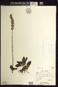 Goodyera pubescens image