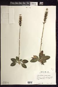 Goodyera pubescens image