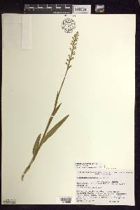 Platanthera aquilonis image