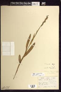 Platanthera aquilonis image