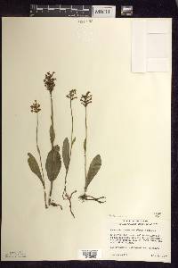 Platanthera clavellata image