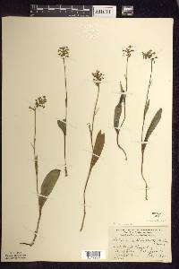 Platanthera clavellata image