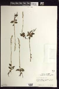 Goodyera repens image