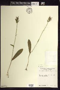 Platanthera clavellata image