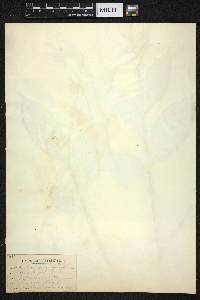 Cypripedium parviflorum var. pubescens image