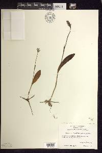 Platanthera clavellata image