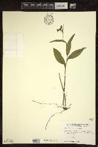 Cypripedium arietinum image