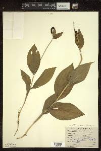 Cypripedium parviflorum var. pubescens image