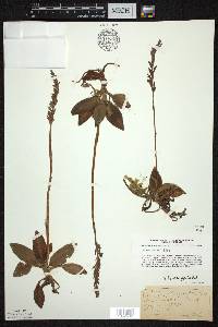 Goodyera oblongifolia image