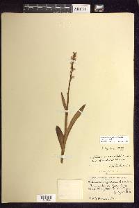 Platanthera aquilonis image