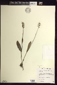 Platanthera clavellata image