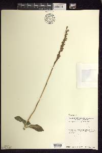 Goodyera oblongifolia image