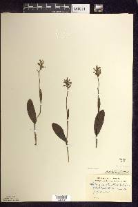 Platanthera clavellata image