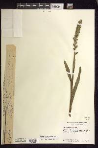 Platanthera aquilonis image