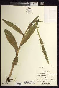 Platanthera aquilonis image