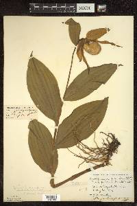 Cypripedium parviflorum var. pubescens image