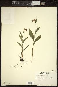 Cypripedium arietinum image