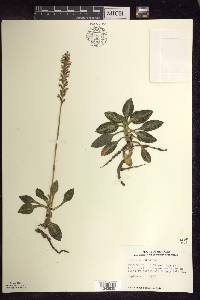 Goodyera pubescens image