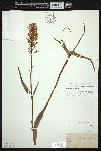 Platanthera blephariglottis image