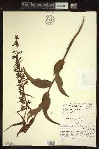 Epipactis helleborine image