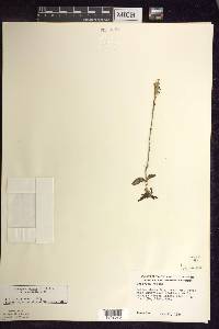 Goodyera repens image