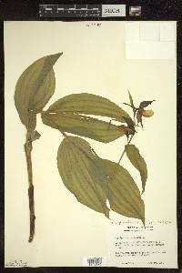 Cypripedium parviflorum var. makasin image