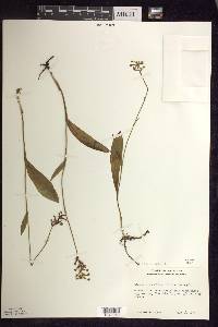 Platanthera clavellata image