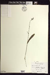 Platanthera clavellata image