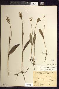 Platanthera clavellata image