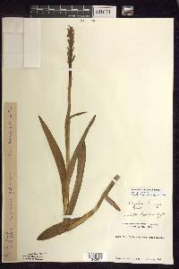 Platanthera aquilonis image