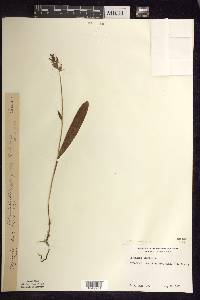 Platanthera clavellata image