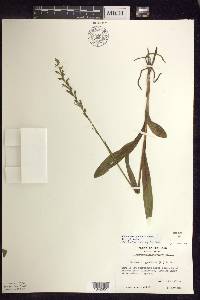 Platanthera aquilonis image