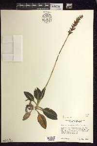 Goodyera pubescens image