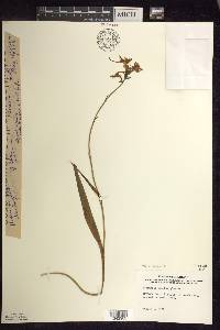 Platanthera blephariglottis image