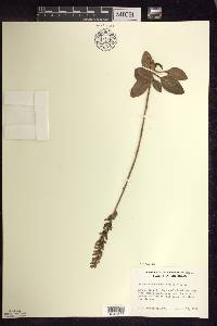 Goodyera pubescens image