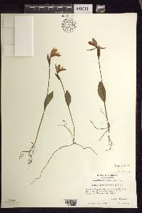 Pogonia ophioglossoides image