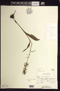 Platanthera lacera image