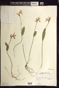 Pogonia ophioglossoides image