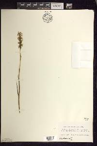 Spiranthes romanzoffiana image