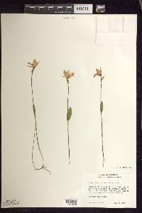 Pogonia ophioglossoides image