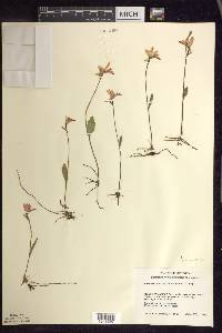 Pogonia ophioglossoides image