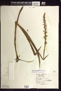 Platanthera dilatata image