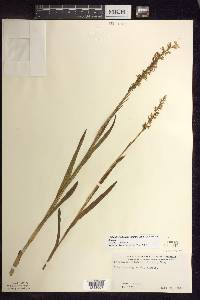 Platanthera dilatata var. dilatata image