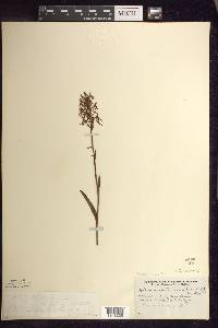 Platanthera lacera image